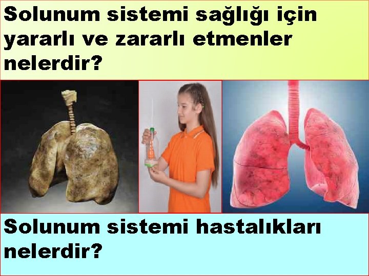 Solunum sistemi sağlığı için yararlı ve zararlı etmenler nelerdir? Solunum sistemi hastalıkları nelerdir? 22