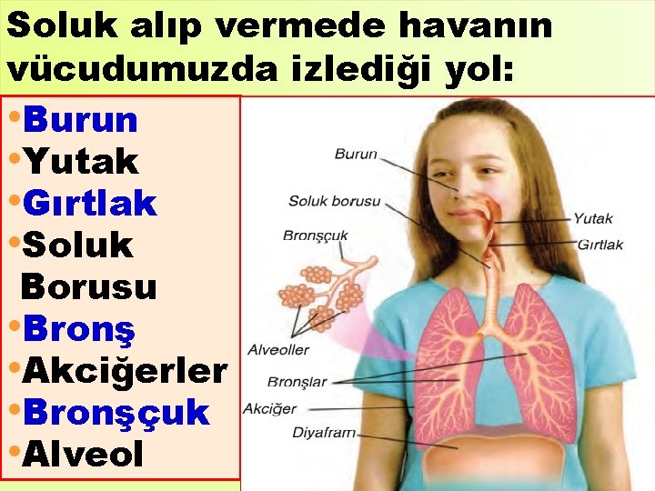 Soluk alıp vermede havanın vücudumuzda izlediği yol: • Burun • Yutak • Gırtlak •