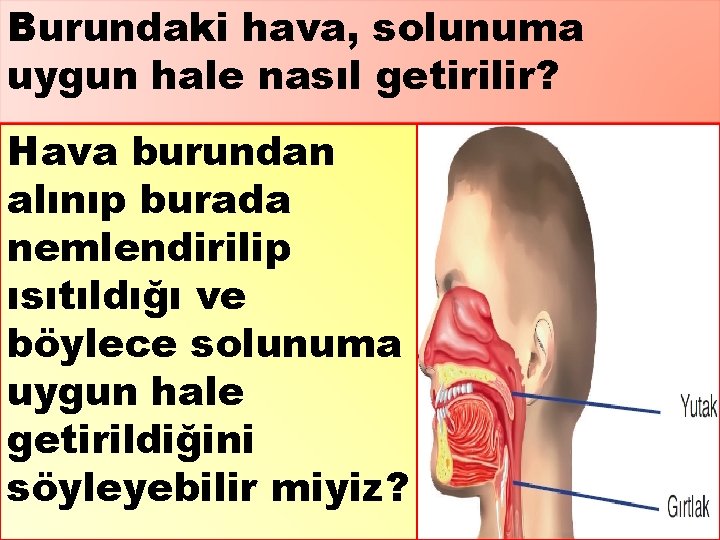 Burundaki hava, solunuma uygun hale nasıl getirilir? Hava burundan alınıp burada nemlendirilip ısıtıldığı ve