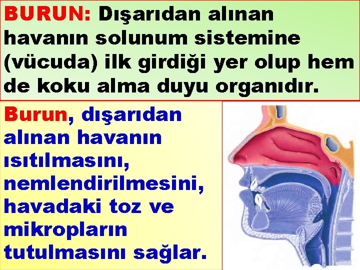 BURUN: Dışarıdan alınan havanın solunum sistemine (vücuda) ilk girdiği yer olup hem de koku