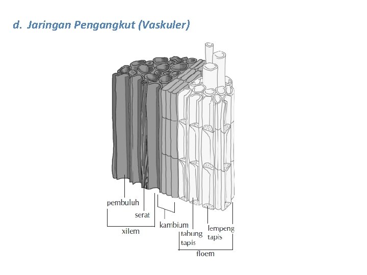 d. Jaringan Pengangkut (Vaskuler) 