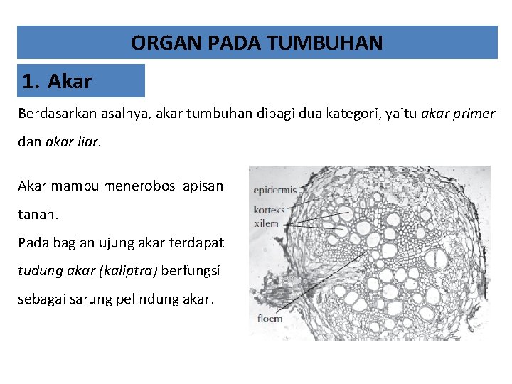 ORGAN PADA TUMBUHAN 1. Akar Berdasarkan asalnya, akar tumbuhan dibagi dua kategori, yaitu akar