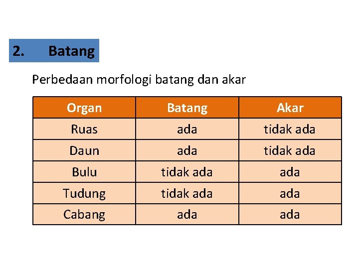 2. Batang Perbedaan morfologi batang dan akar Organ Batang Akar Ruas ada tidak ada