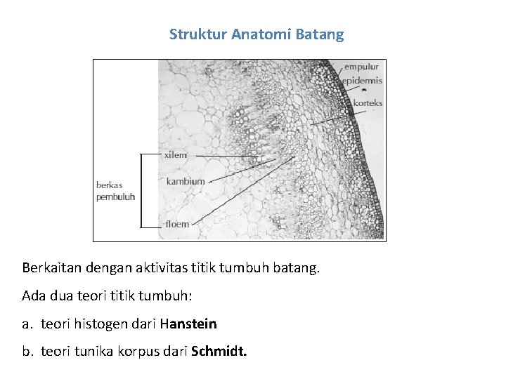 Struktur Anatomi Batang Berkaitan dengan aktivitas titik tumbuh batang. Ada dua teori titik tumbuh: