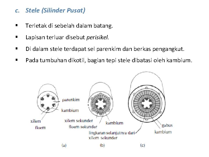 c. Stele (Silinder Pusat) § Terletak di sebelah dalam batang. § Lapisan terluar disebut