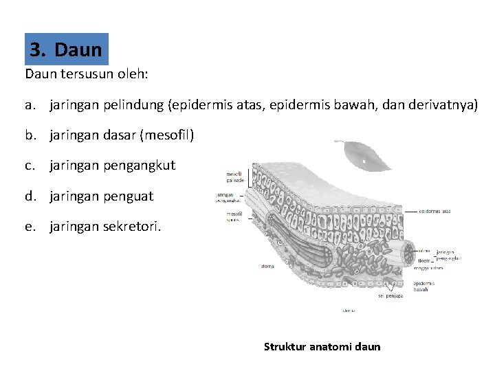 3. Daun tersusun oleh: a. jaringan pelindung (epidermis atas, epidermis bawah, dan derivatnya) b.