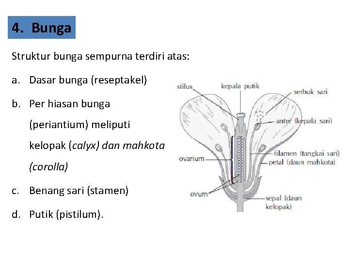 4. Bunga Struktur bunga sempurna terdiri atas: a. Dasar bunga (reseptakel) b. Per hiasan