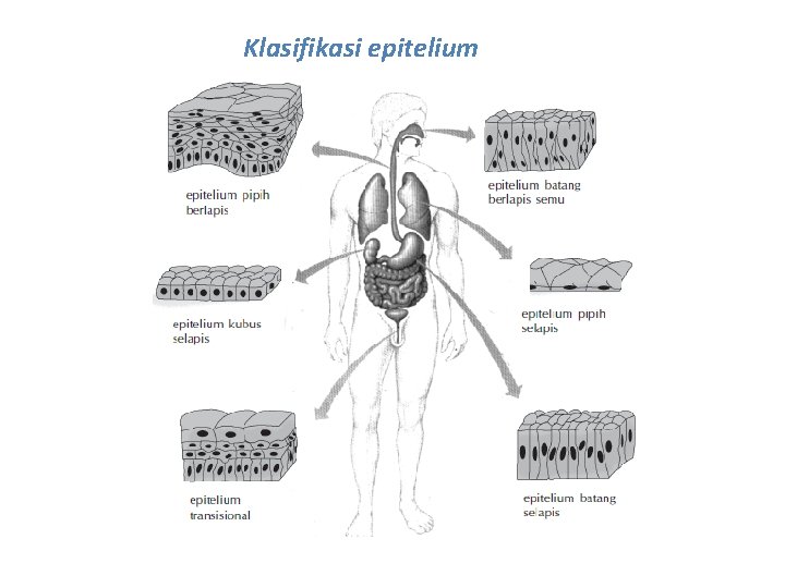 Klasifikasi epitelium 