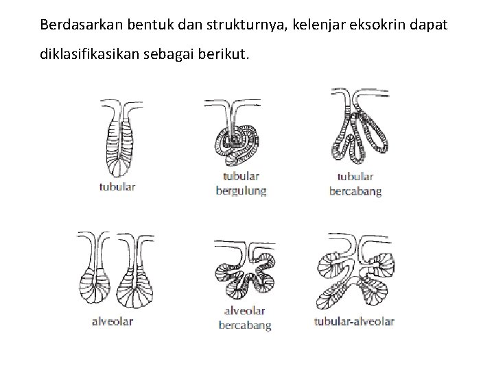 Berdasarkan bentuk dan strukturnya, kelenjar eksokrin dapat diklasifikasikan sebagai berikut. 