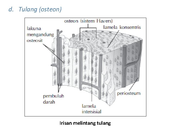 d. Tulang (osteon) Irisan melintang tulang 