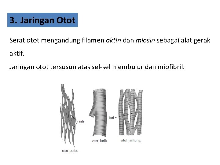 3. Jaringan Otot Serat otot mengandung filamen aktin dan miosin sebagai alat gerak aktif.