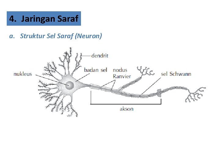 4. Jaringan Saraf a. Struktur Sel Saraf (Neuron) 