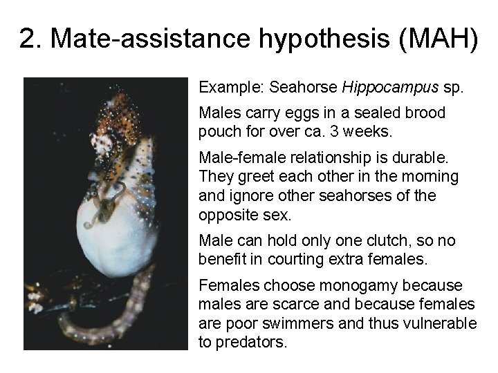 2. Mate-assistance hypothesis (MAH) Example: Seahorse Hippocampus sp. Males carry eggs in a sealed