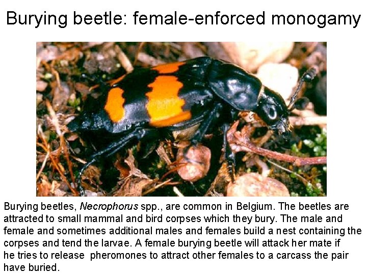 Burying beetle: female-enforced monogamy Burying beetles, Necrophorus spp. , are common in Belgium. The