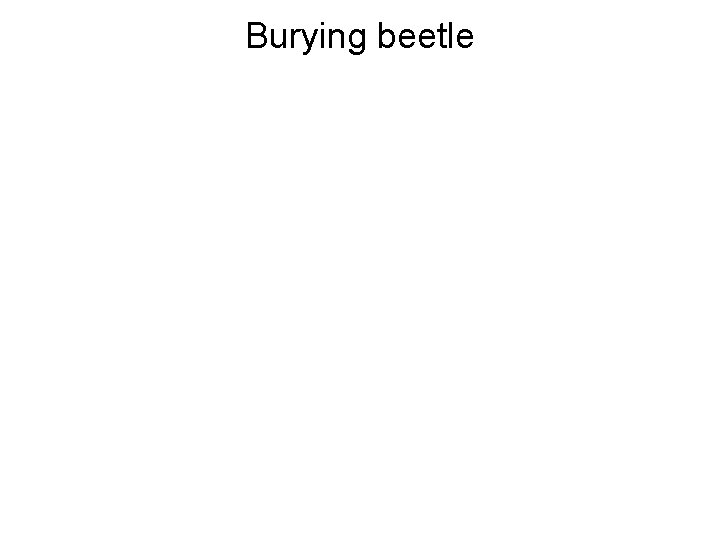 Burying beetle 