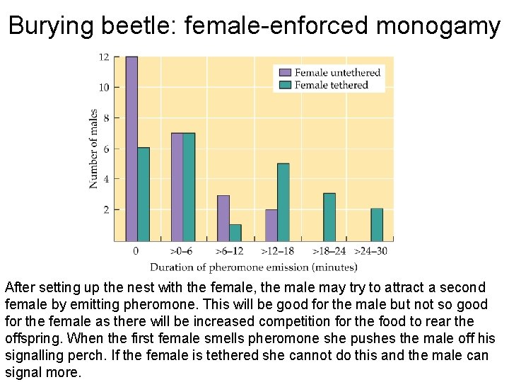 Burying beetle: female-enforced monogamy After setting up the nest with the female, the male