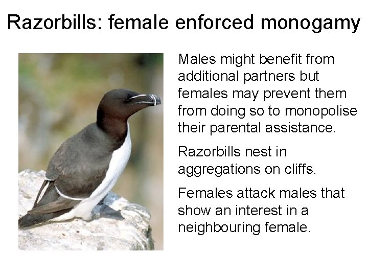 Razorbills: female enforced monogamy Males might benefit from additional partners but females may prevent