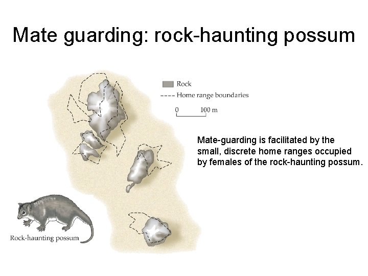 Mate guarding: rock-haunting possum Mate-guarding is facilitated by the small, discrete home ranges occupied