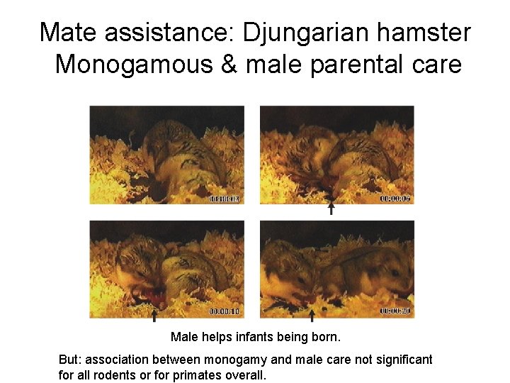 Mate assistance: Djungarian hamster Monogamous & male parental care Male helps infants being born.