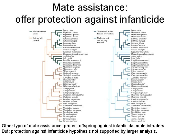 Mate assistance: offer protection against infanticide Other type of mate assistance: protect offspring against