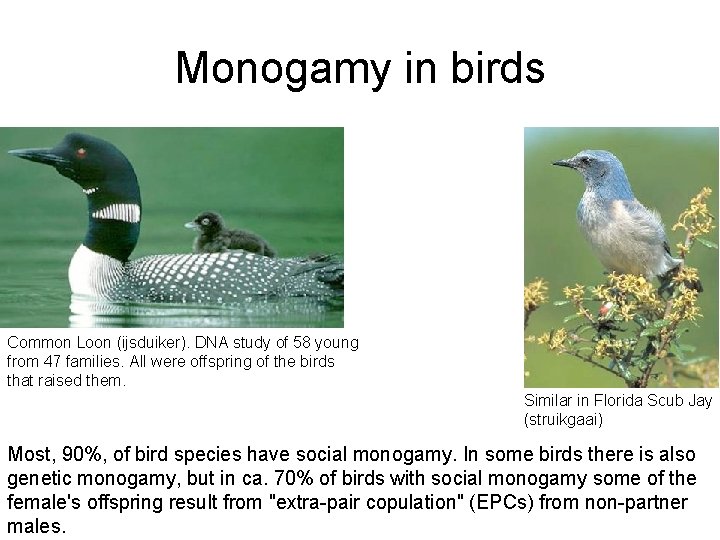 Monogamy in birds Common Loon (ijsduiker). DNA study of 58 young from 47 families.