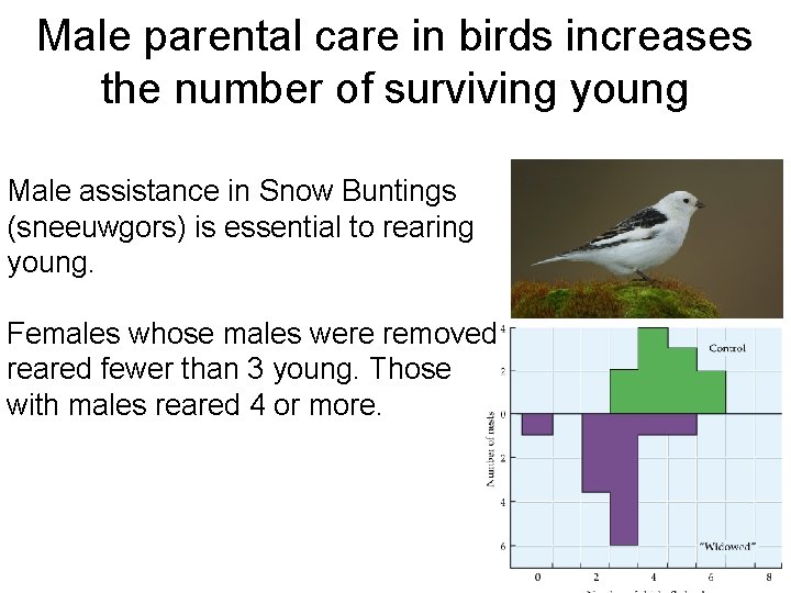 Male parental care in birds increases the number of surviving young Male assistance in