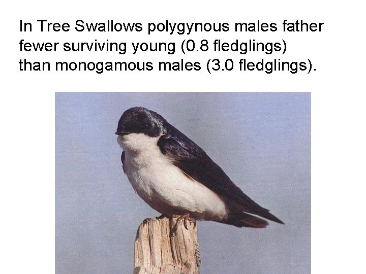 In Tree Swallows polygynous males father fewer surviving young (0. 8 fledglings) than monogamous