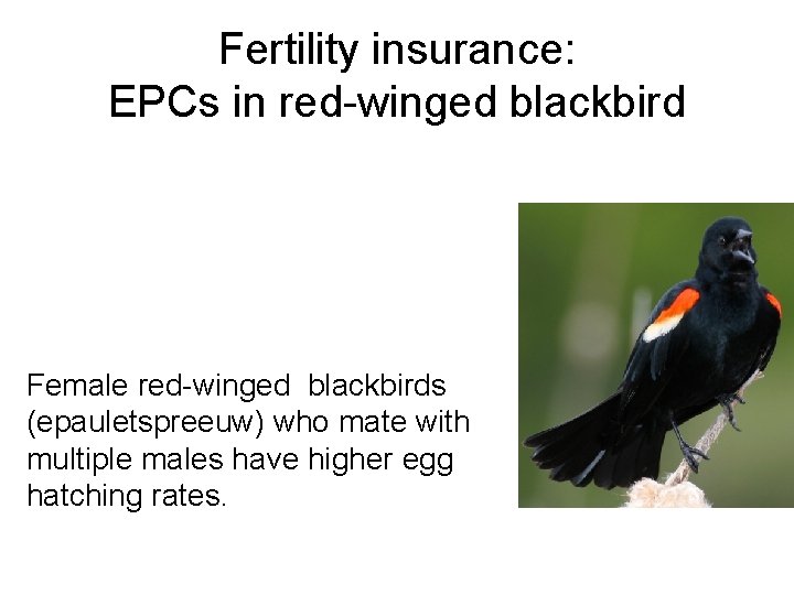 Fertility insurance: EPCs in red-winged blackbird Female red-winged blackbirds (epauletspreeuw) who mate with multiple