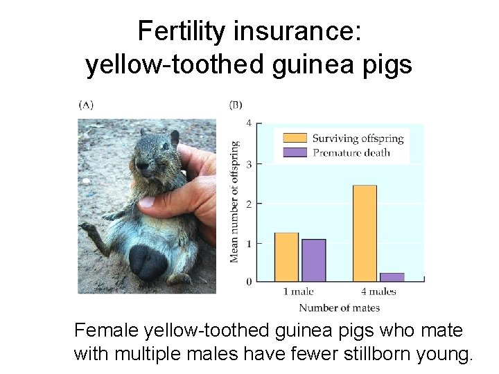 Fertility insurance: yellow-toothed guinea pigs Female yellow-toothed guinea pigs who mate with multiple males