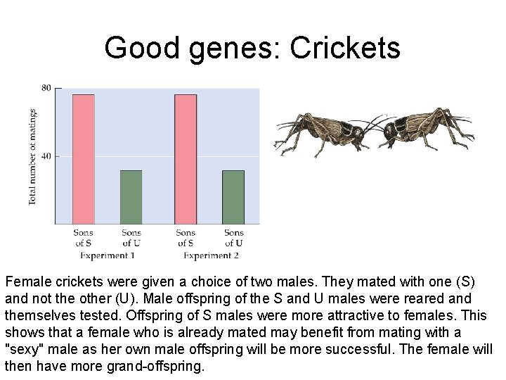 Good genes: Crickets Female crickets were given a choice of two males. They mated