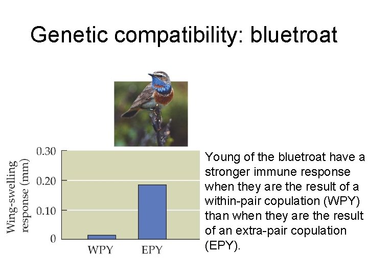 Genetic compatibility: bluetroat Young of the bluetroat have a stronger immune response when they