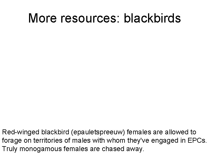 More resources: blackbirds Red-winged blackbird (epauletspreeuw) females are allowed to forage on territories of