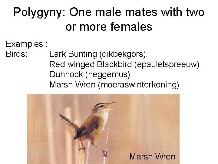 Polygyny: One male mates with two or more females Examples : Birds: Lark Bunting