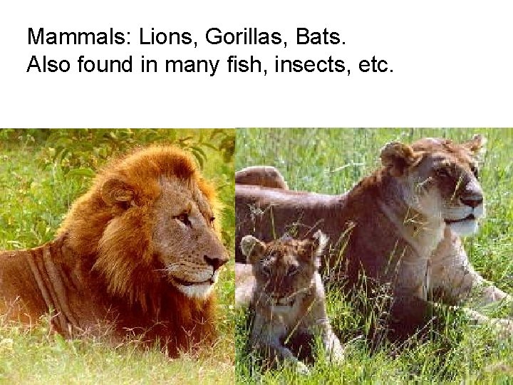 Mammals: Lions, Gorillas, Bats. Also found in many fish, insects, etc. 