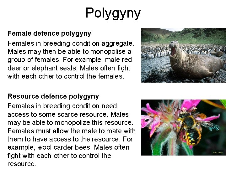 Polygyny Female defence polygyny Females in breeding condition aggregate. Males may then be able