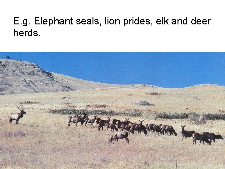 E. g. Elephant seals, lion prides, elk and deer herds. 