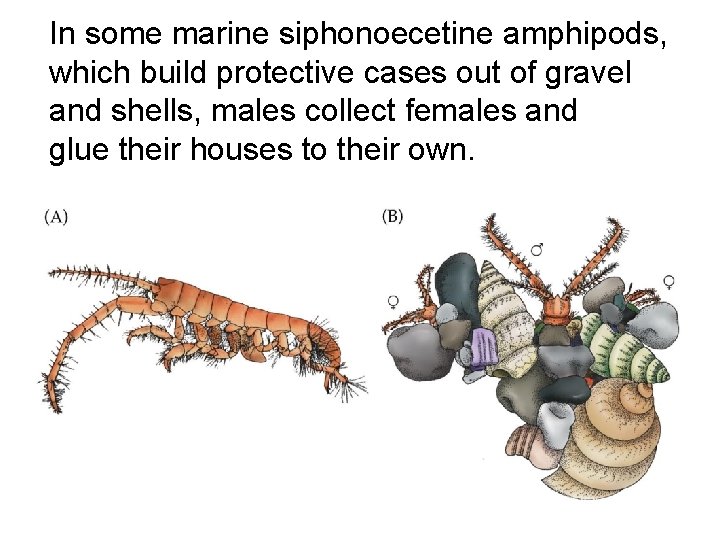 In some marine siphonoecetine amphipods, which build protective cases out of gravel and shells,