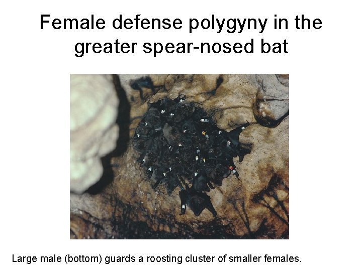 Female defense polygyny in the greater spear-nosed bat Large male (bottom) guards a roosting