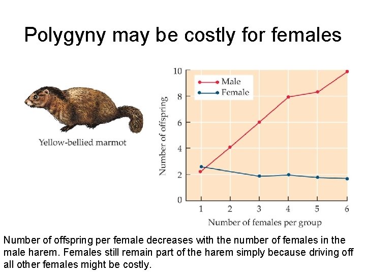Polygyny may be costly for females Number of offspring per female decreases with the