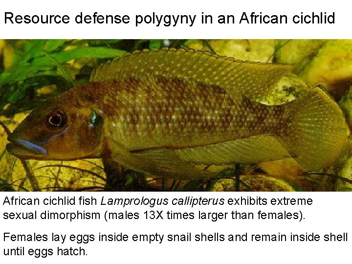 Resource defense polygyny in an African cichlid fish Lamprologus callipterus exhibits extreme sexual dimorphism