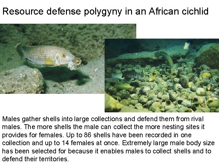 Resource defense polygyny in an African cichlid Males gather shells into large collections and