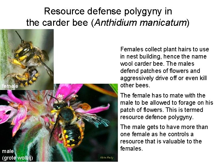 Resource defense polygyny in the carder bee (Anthidium manicatum) female Females collect plant hairs
