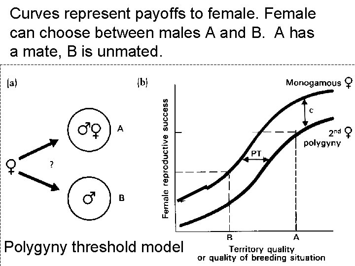 Curves represent payoffs to female. Female can choose between males A and B. A