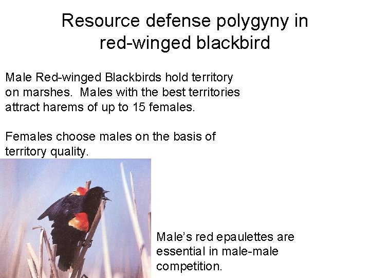 Resource defense polygyny in red-winged blackbird Male Red-winged Blackbirds hold territory on marshes. Males