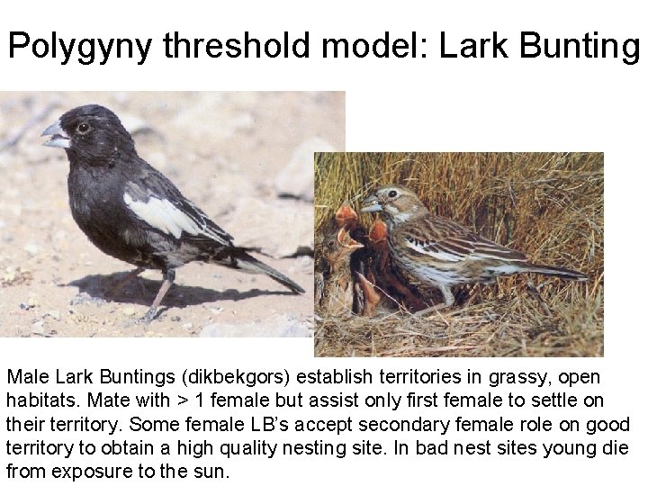 Polygyny threshold model: Lark Bunting Male Lark Buntings (dikbekgors) establish territories in grassy, open