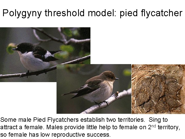Polygyny threshold model: pied flycatcher Some male Pied Flycatchers establish two territories. Sing to