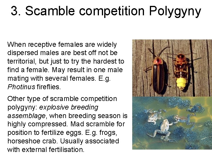 3. Scamble competition Polygyny When receptive females are widely dispersed males are best off