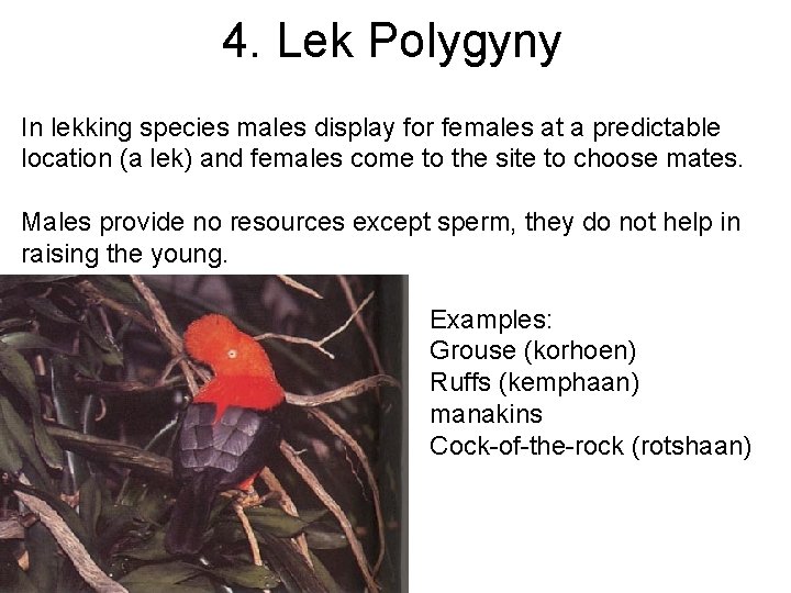 4. Lek Polygyny In lekking species males display for females at a predictable location