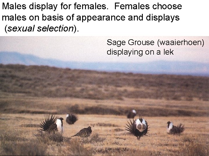 Males display for females. Females choose males on basis of appearance and displays (sexual