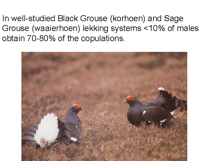 In well-studied Black Grouse (korhoen) and Sage Grouse (waaierhoen) lekking systems <10% of males